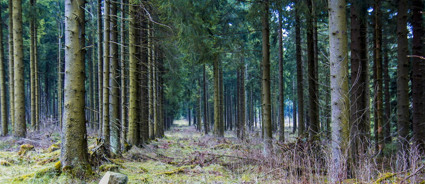reafforestationin german forest