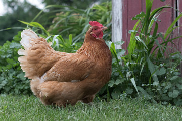 Roaming Chicken