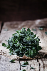 Fresh green oregano or Origanum vulgare in a beam, vintage wood background, selective focus