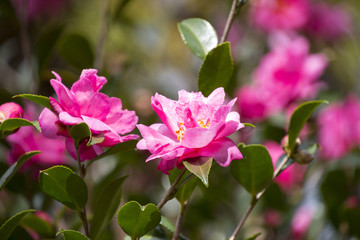 紅い山茶花の花