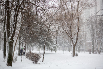 Blizzard. snowstorm in forest. strong snowstorm in park. snow-covered trees.