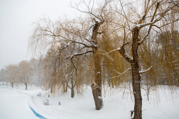 Blizzard. snowstorm in the city. strong snowstorm in the park. snow-covered trees. Cars in the snow