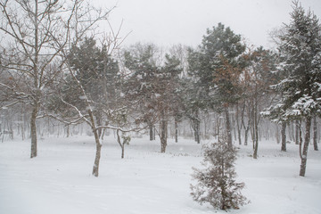Blizzard. snowstorm in forest. strong snowstorm in park. snow-covered trees.