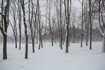 Fototapeta premium Blizzard. snowstorm in forest. strong snowstorm in park. snow-covered trees.