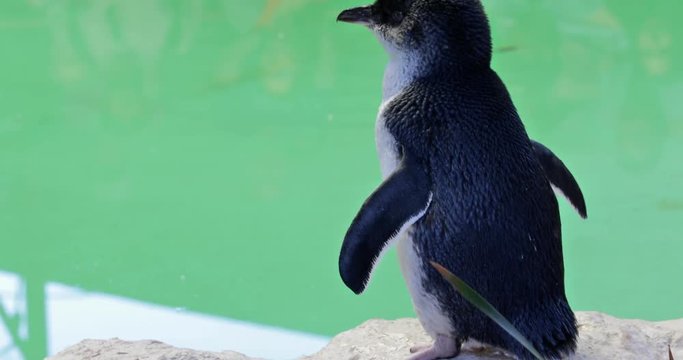A cute Little Penguin standing near the water at Penguin Island in Rockingham, near Perth, Western Australia. Penguin Island is famous for its large penguin colony. Copy space.