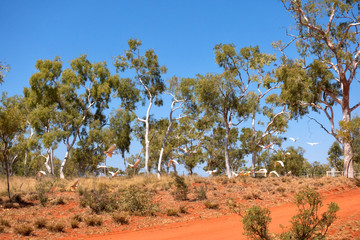 Flock of Little Corellas flying near the Plenty Highway in outback Northern Territory