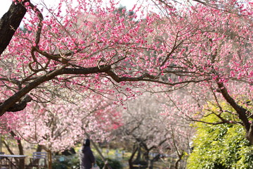 梅の花