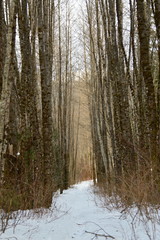 Naklejka premium Snowy trail