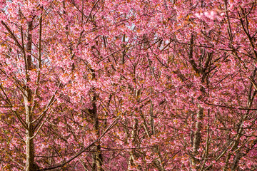 Cherry Blossom, Thai Sakura