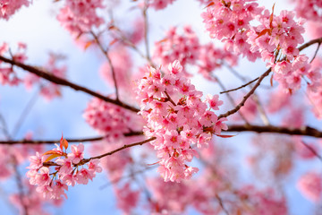 Cherry Blossom, Thai Sakura