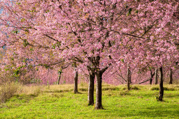 Obraz premium Thailand's Cherry Blossom at Phu Lom Lo