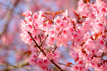 Cherry Blossom, Thai Sakura