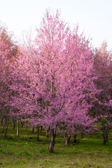 Thailand's Cherry Blossom at Phu Lom Lo