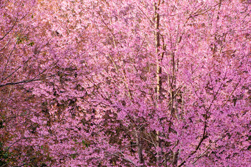 Thailand's Cherry Blossom at Phu Lom Lo