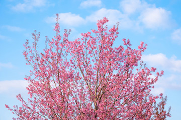 Thailand's Cherry Blossom at Phu Lom Lo