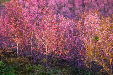 Thailand's Cherry Blossom at Phu Lom Lo