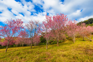 Obraz na płótnie Canvas Thailand's Cherry Blossom at National Park