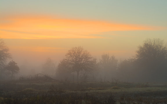 Low lying fog wrapping around trees in early morning before sunrise, with clouds in golden tones © pimmimemom
