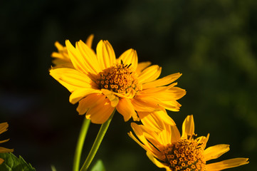 bouquet of bright yellow flowers Heliopsis helianthoides