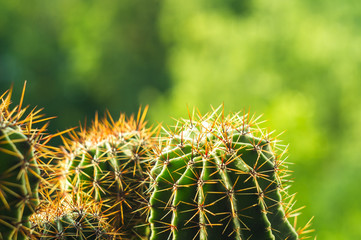 Cactus echinopsis tubiflora
