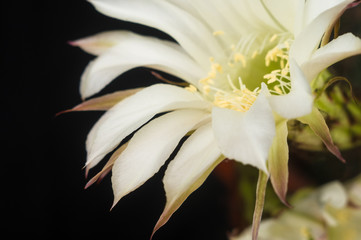 Obraz premium Cactus echinopsis tubiflora