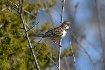 Harris's Sparrow - Zonotrichia querula