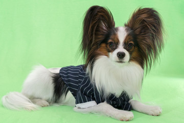 Beautiful young continental spaniel papillon in a tuxedo with butterfly on a green background