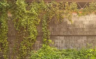 ivy on brick wall