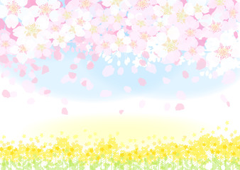 Obraz na płótnie Canvas 菜の花　桜