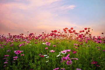 Obraz premium Beautiful cosmos flower in field at sunset