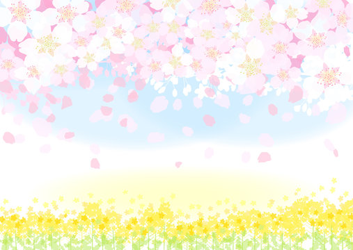 菜の花　桜