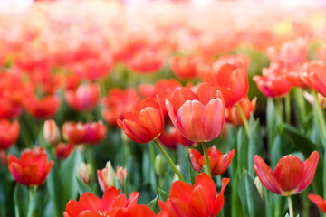 Colorful tulips flowers in the garden. Beautiful bouquet of tulips.