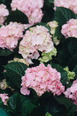 Hydrangea flower (Hydrangea macrophylla) in a garden