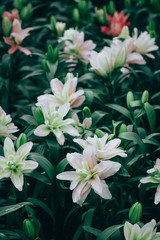 Lilies Flowers Bouquet  in the garden. Spring Flowers