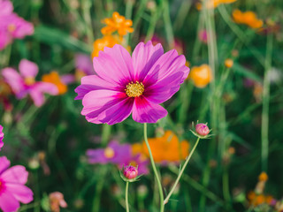 Obraz premium beautiful cosmos flower blooming in the field