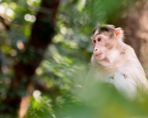 Wild female bonnet macaque monkey image shot through foliage looking side ways