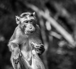 Beautiful monochrome image of Bonnet macaque monkey eating fruit