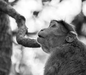 Monochrome image side portrait of bonnet macaque monkey