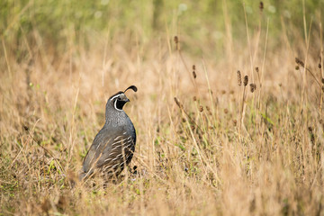California Quail