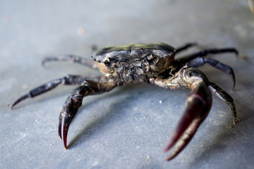 Close up of a big field crab or ricefield crab.