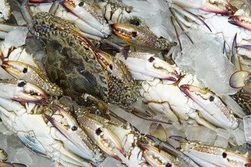 Selective focus on crab display at fish market. Whole crab detail texture on ice for selling in store. Background of whole crab on ice selling at market.