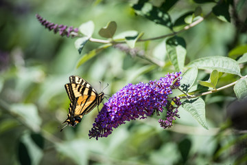 Western Tiger Swallowtail on a Butterfly Bush