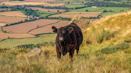 A black cow on the Cleveland Way between Clay Bank and the Wainstones in the North York Moors, near Stokesley, North Yorkshire, UK