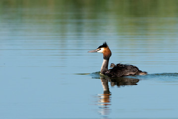 Great crested grebe (Podiceps cristatus)