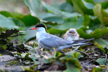 Common tern (Sterna hirundo)