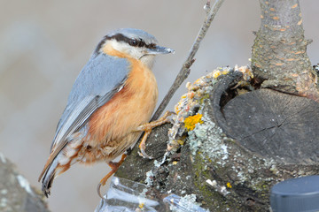 Eurasian Nuthatch (Sitta europaea)