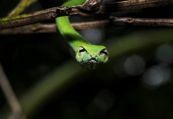 Beautiful green vine snake hanging between branches looking at the camera with eyes in sharp focus
