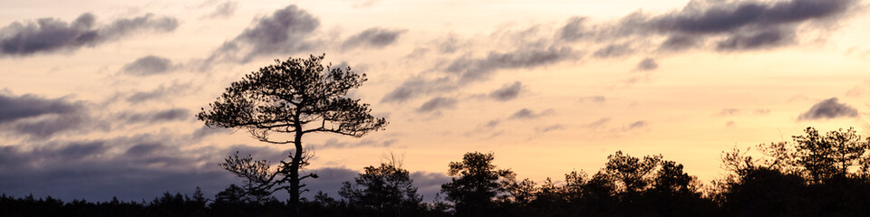 Obraz na płótnie Canvas Banner with a single pine tree at sunrise. Enda, Estonia.
