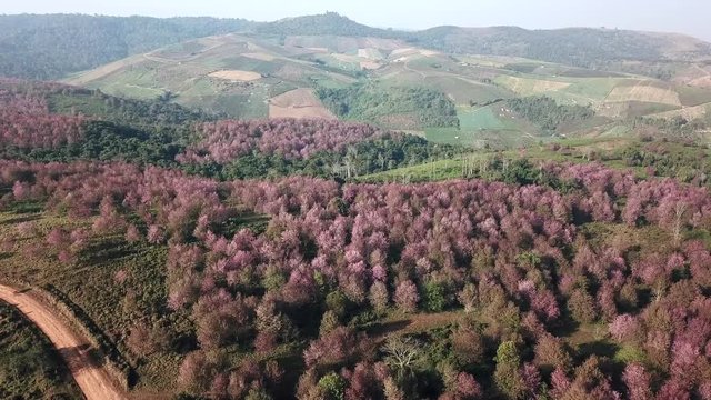 aerial from drone, Pink sakura Flower or Wild Himalayan Cherry on mountain, Unseen Thailand at phu lom lo Loei Thailand.