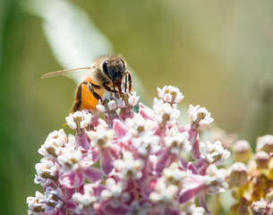 Busy Bee on Milkweed